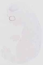 EMAGE:6590