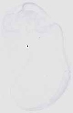 EMAGE:6590