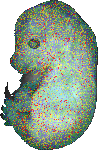 EMAGE:6605