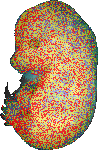 EMAGE:6607