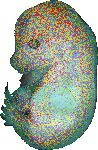 EMAGE:6608