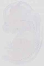 EMAGE:6613