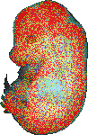 EMAGE:6620