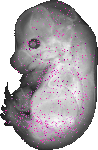 mouse atlas EMAGE spatial in situ gene expression database None