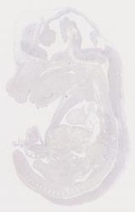 EMAGE:6648