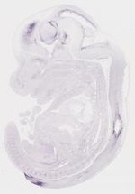 EMAGE:6653