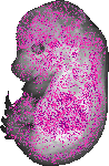mouse atlas EMAGE spatial in situ gene expression database None