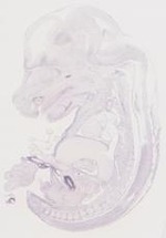 EMAGE:6737