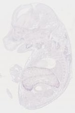 EMAGE:6744