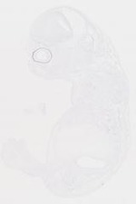 EMAGE:6754