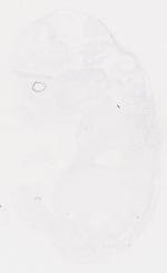 EMAGE:6761