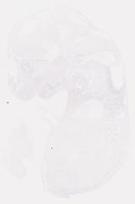 EMAGE:6761