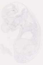 EMAGE:6761