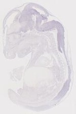 EMAGE:6763