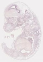 EMAGE:6768