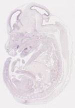 EMAGE:6768