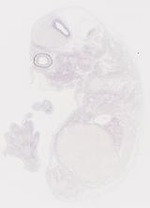 EMAGE:6768