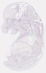 EMAGE:6794