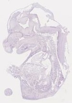 EMAGE:6794