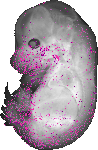 mouse atlas EMAGE spatial in situ gene expression database None