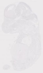 EMAGE:6821