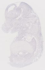 EMAGE:6823