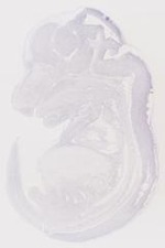 EMAGE:6823