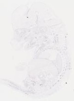EMAGE:6830