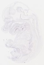EMAGE:6830