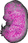 mouse atlas EMAGE spatial in situ gene expression database None