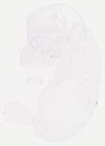 EMAGE:6847