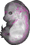 mouse atlas EMAGE spatial in situ gene expression database None