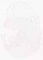 EMAGE:6852