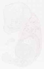 EMAGE:6861