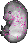 mouse atlas EMAGE spatial in situ gene expression database None