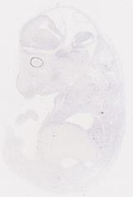 EMAGE:6919
