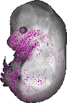 mouse atlas EMAGE spatial in situ gene expression database None