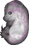 mouse atlas EMAGE spatial in situ gene expression database None