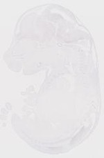EMAGE:6977