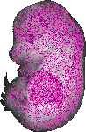 mouse atlas EMAGE spatial in situ gene expression database None