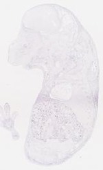 EMAGE:7016
