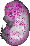 mouse atlas EMAGE spatial in situ gene expression database None