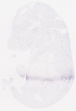EMAGE:7120