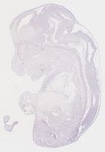 EMAGE:7141