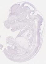 EMAGE:7145