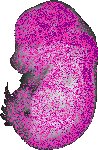 mouse atlas EMAGE spatial in situ gene expression database None