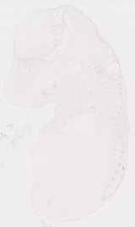 EMAGE:7240
