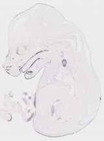 EMAGE:7243