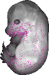 mouse atlas EMAGE spatial in situ gene expression database None