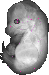 mouse atlas EMAGE spatial in situ gene expression database None